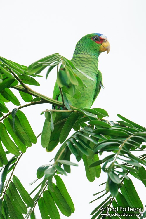White-fronted Parrot, Crooked Tree Wildlife Sanctuary, Belize